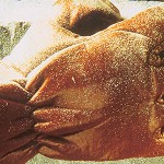 Time to down tools… Anti-vibration gloves can help prevent hand-arm vibration syndrome.