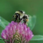 Quarry workers create a buzz bee