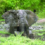 Mini-digger to assist at Europe’s first elephant sanctuary