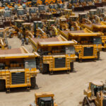 Online plant auctions experience huge rise in registered bidders