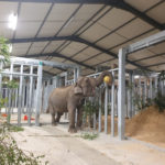 First elephant arrives at Hitachi-backed sanctuary