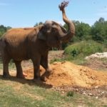 Hitachi mini-digger does the heavy-lifting work at elephant haven
