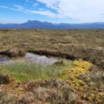 Plant operators targeted for peatland restoration training